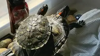 Cleaning our Turtles Water 💚 Subscribe 😁 Kitchen Medicine Cabinet 💚