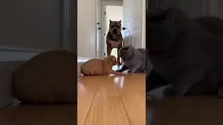 😂🐱 Cat Turns Innocent in 1 Second When Mom Dog Appears