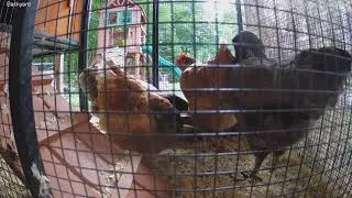 Goldie our ISA Brown lays her first egg.