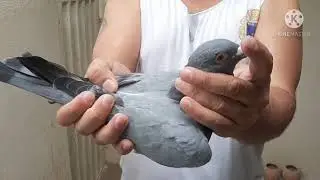 Loft Flávio Aganete e Godé- Esmeraldas-Minas Gerais-Brasil 👏👏🤗🏆 via amigo Milton Lioba.