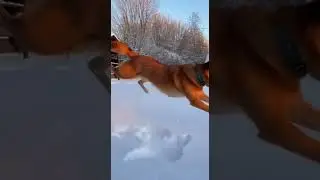 Dog playing in the snow #funny #cute #dog
