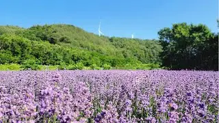 라벤더 꽃밭이 아름다운 마을, 여기가 어딘가요? #바람길꽃마을