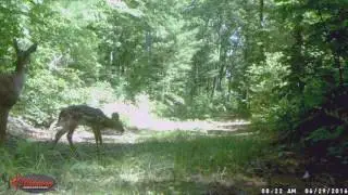 OOPS! CLUMSY FAWN