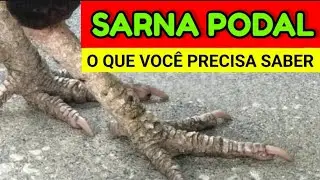 SARNA PODAL EM GALINHAS - VEJA COMO RESOLVER ESSE PROBLEMA