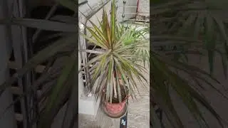 dracaena marginata plant, best indoor plant at home, kk home gardening #dracaenamarginata #gardening