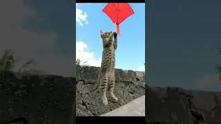 😂🥰🤭😺 #ai #aivideo #pets #aww #comedyshorts #animals #cats #kitty #billionairearmy #awwanimals