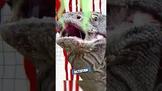 Комодский варан: укус, от которого не спастись 🦎☠️
