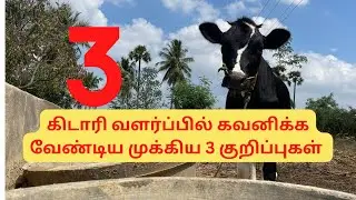 கிடாரி வளர்ப்பில் கவனிக்க வேண்டிய முக்கிய 3 குறிப்புகள் #dairyfarmtips #tamil #cow