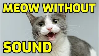 Why Does My Cat Meow Silently? (Whisper Meows)