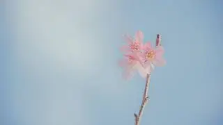 Beautiful Music: Orient Ambient Music for Relaxing, Sleeping, Studying, Meditating.