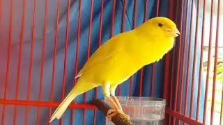 Impossible If Your Canary Does Not Immediately Sing! Belgian Canary Training