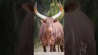 Ankole-Watusi bull with big horns #cow #cowvideos #bullvideos