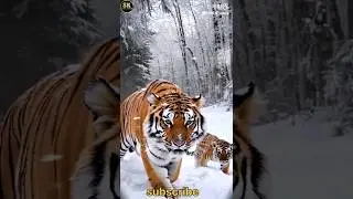 We filmed a tiger with 8k tubes #tiger #viral #short #8kshorts