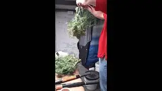Harvest day for Pineapple Express, medical marijuana cannabis. grown w mars hydro tsl2000