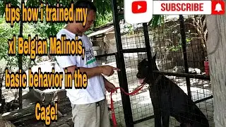 TIPS HOW I TRAIN MY XL BELGIAN MALINOIS IN PROPER BEHAVIOR IN THE CAGE USING PRONG CHOKER COLLAR