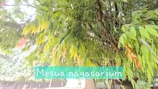 Mesua ferrea || Ceylon ironwood