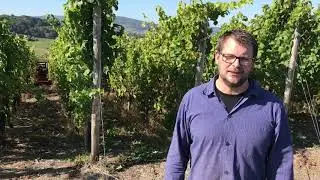 Weingut Bottler Traubenernte 2018 Handlese