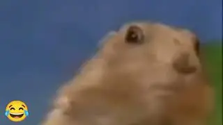 Dramatic Chipmunk praire dog thriller remix