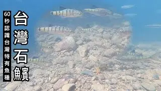 《短影片》簡單認識台灣的特有種魚類&mdash;台灣石賓 (魚賓)