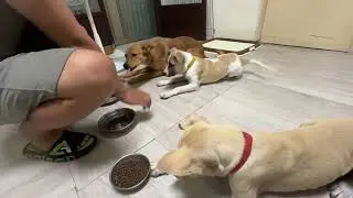 Lu Lu, Parker and Lola follow the commands well
