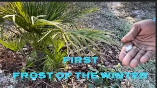 First Frost of the Year