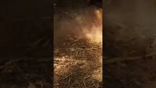 Clearing underbrush using a John Deere 331g in Crawfordville Florida