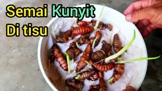 Cara menyemai kunyit menggunakan tisu cepat tumbuh dan anti gagal
