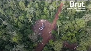 Br&eacute;sil : l'exploitation ill&eacute;gale de bois ip&eacute;