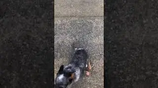 Blue Heeler Puppy training &ldquo;Stay until called&rdquo; command 5 months old