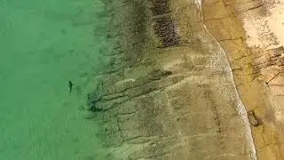 Tiger Shark Western Australia Drone