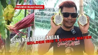 REVIEW BUAH NAGA KUNING UNIK : PERSILANGAN GOLDEN ISIS X CONNIE MAYER