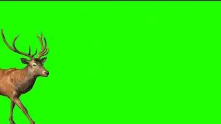 red deer green screen video HD quality