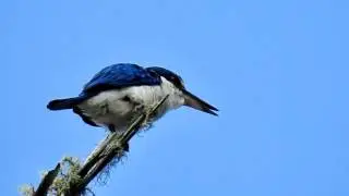 2017 Collared kingfisher (Sulawesi) with Call