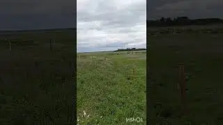 ,,,,,как мы перегоняем коз и коров с поросятами через мост,,,9 мая,,,