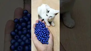 😺 Cat ASMR Reverse Beads Fun 🧶#shorts #cat #beads #asmrshorts #satisfyingvideo