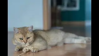 Unlocking the Secrets of Your Cat: Cool Facts You Never Knew!