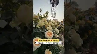 Can You Name All These Roses?! 😱 Have You Seen Howrah&rsquo;s Exhibition BEST Roses?! 🌹#shorts