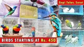 Birds Pet Shop in Surat | Surat Birds Market Price *GOPI TALAV PET SHOP*