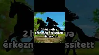 ❗SPOILER❗ Fr&iacute;zek??😍😍|| Star Stable Online #sso #shorts