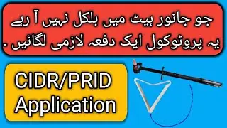 Cow Buffalo Ko Heat My Laane Ka Tarika | CIDR & PRID Delta Application | Heat Induction Protocol