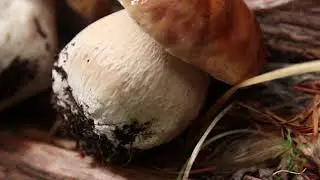 Mushroom Foray in the Oregon Cascades
