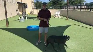 Meet Jewel at Rockwall Adoption Center