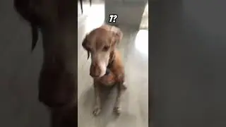 My dogs age #dog #funny #age