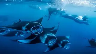 Manta Ray l Hanifaru Bay 2019