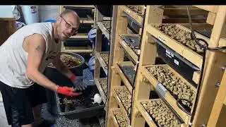 Cleaning Rat cages