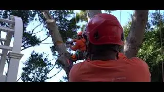 Malibu Tree Care Services