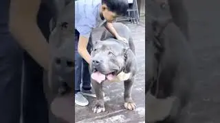 #bulldog #dog #dogs #doglovers #muscle