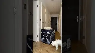 Video Kucing Lucu 941