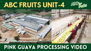 Introducing ABC Fruits Unit-4, India: Pink Guava Processing
