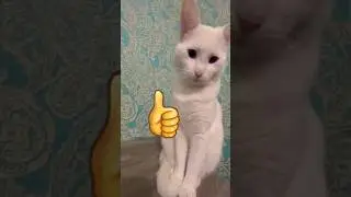 Не ставь ему лайк! #catshorts #cat #catlovers #catvideos #catmemes #catlife #shortsfeed #shorts
